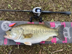 ラージマウスバスの釣果