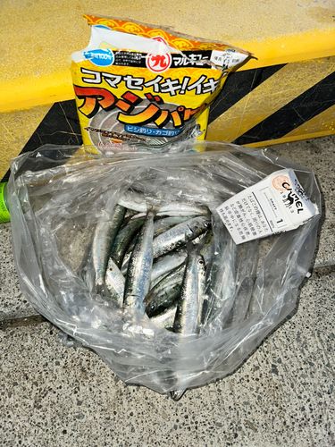イワシの釣果