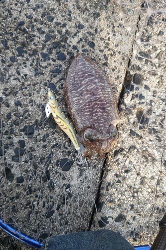 コウイカの釣果