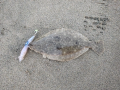 ヒラメの釣果