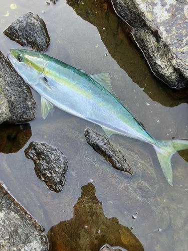 メジロの釣果