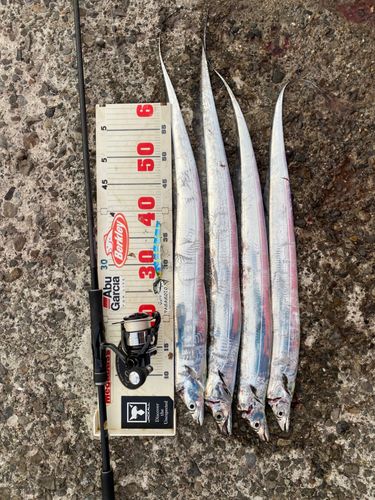 タチウオの釣果