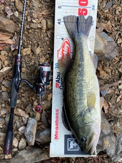 ラージマウスバスの釣果