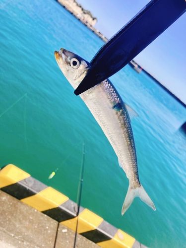 イワシの釣果