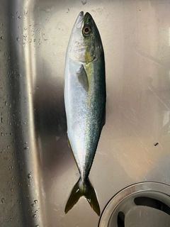 フクラギの釣果