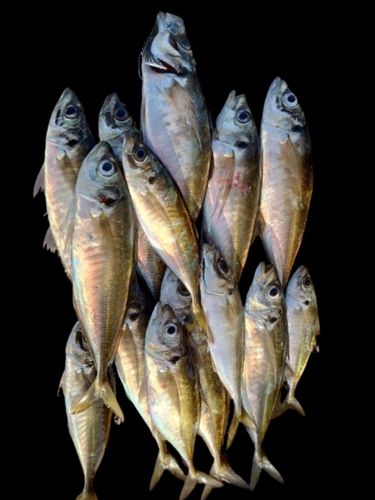 マアジの釣果