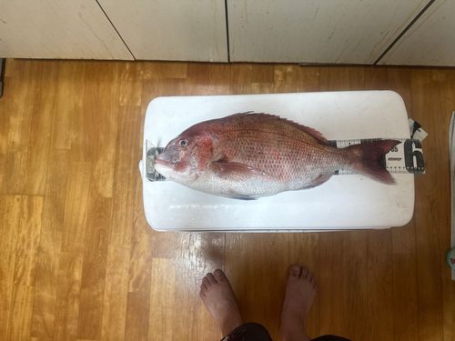 タイの釣果