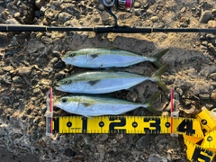 ツバイソの釣果