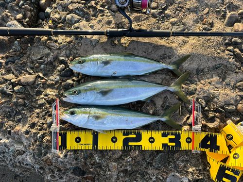 ツバイソの釣果