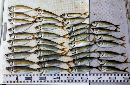 アジの釣果