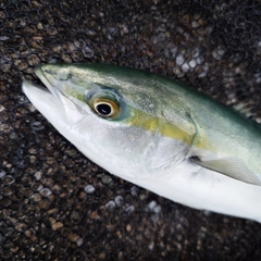 ツバイソの釣果