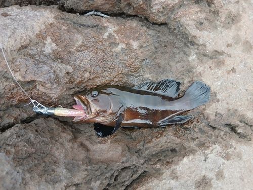 ヤミハタの釣果