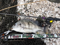 キビレの釣果