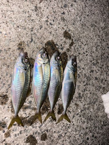 アジの釣果