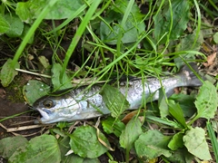 ニジマスの釣果