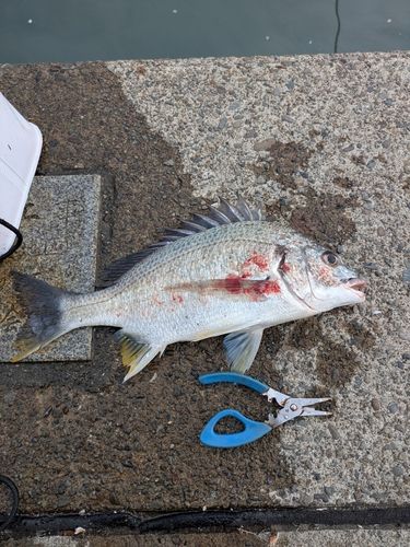 キビレの釣果