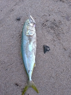 ツバスの釣果