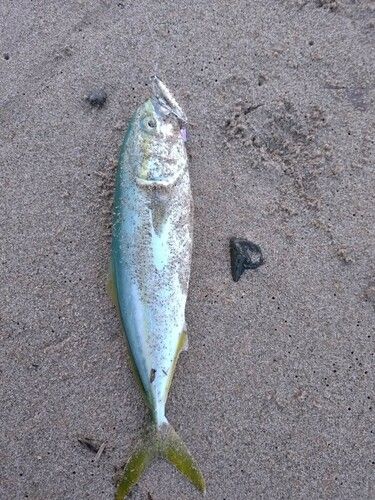 ツバスの釣果
