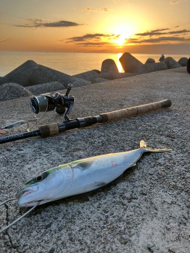 ツバイソの釣果