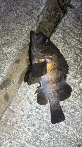 クロメバルの釣果