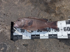 コブダイの釣果