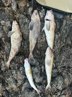 ホッケの釣果