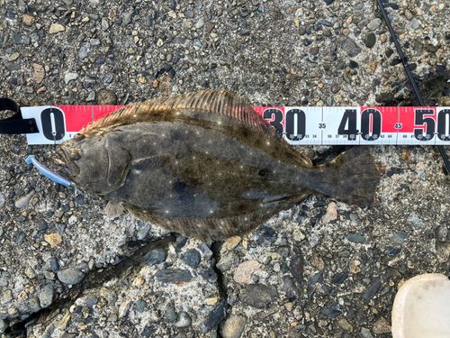 ヒラメの釣果