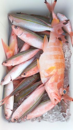 グルクンの釣果