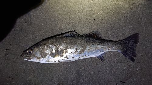 セイゴ（マルスズキ）の釣果
