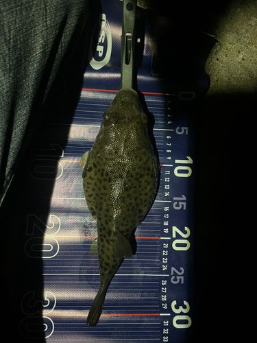 フグの釣果