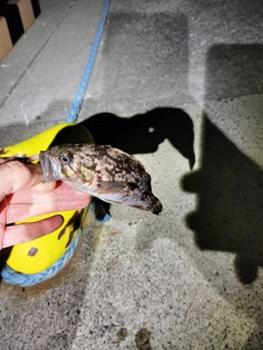 クロソイの釣果