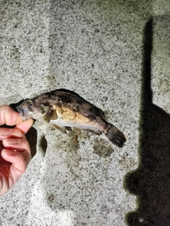 クロソイの釣果