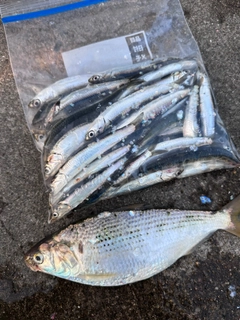 カタクチイワシの釣果