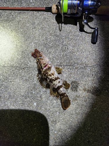 タケノコメバルの釣果