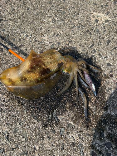 アオリイカの釣果