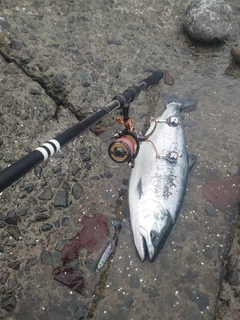 サクラマスの釣果