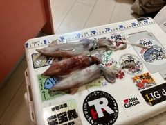 ヤリイカの釣果