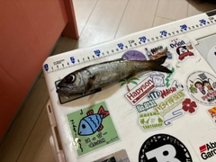 ムツの釣果