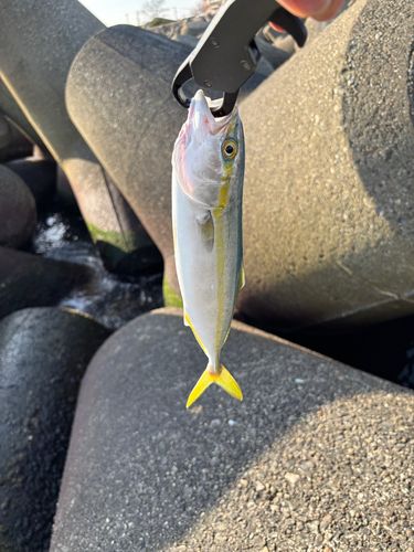 フクラギの釣果