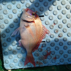 チダイの釣果