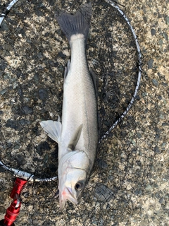 セイゴ（マルスズキ）の釣果