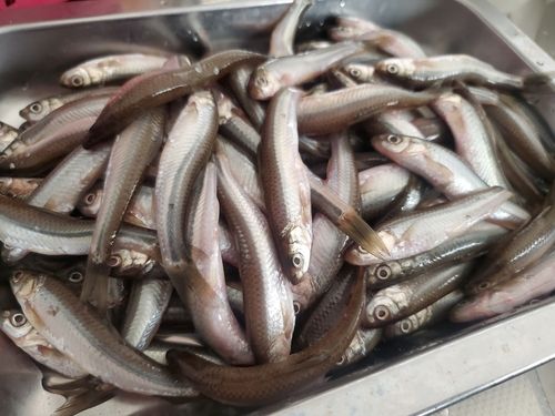 ホンモロコの釣果