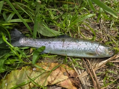 ニジマスの釣果