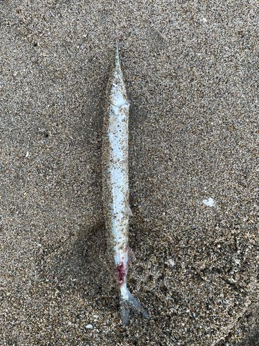 サヨリの釣果