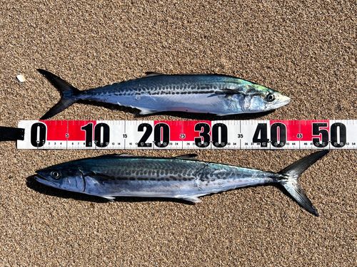 サゴシの釣果