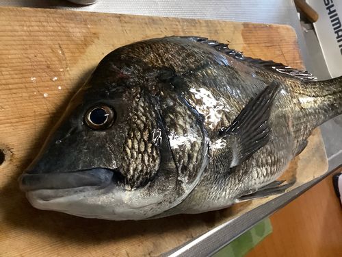 クロダイの釣果