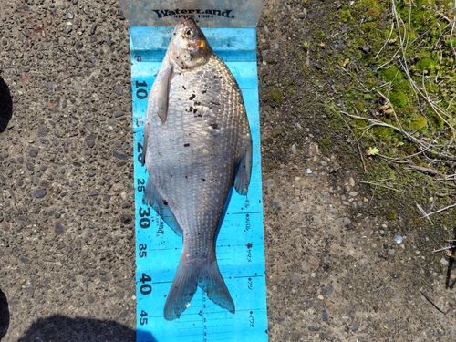 ダントウボウの釣果