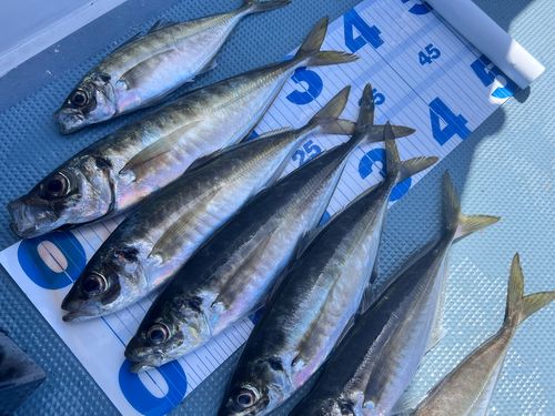 アジの釣果