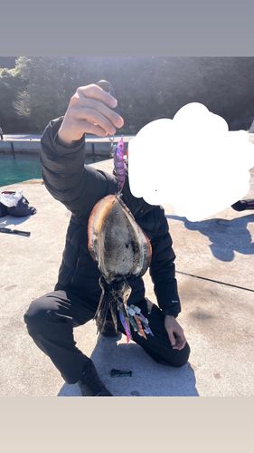 コウイカの釣果