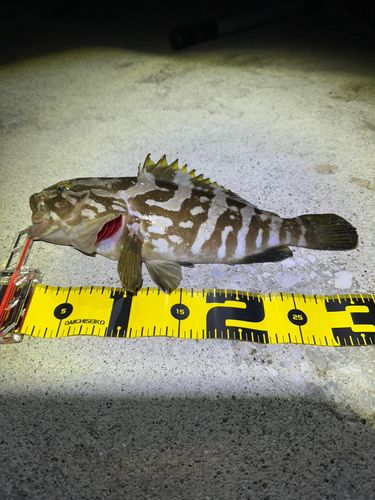 クエの釣果